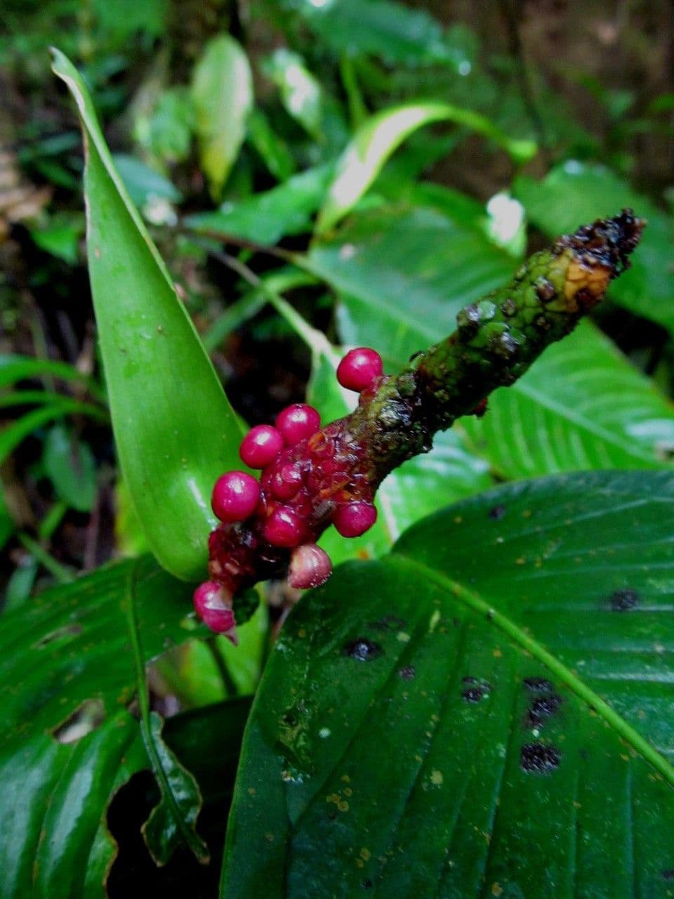 Anthurium lanceolato