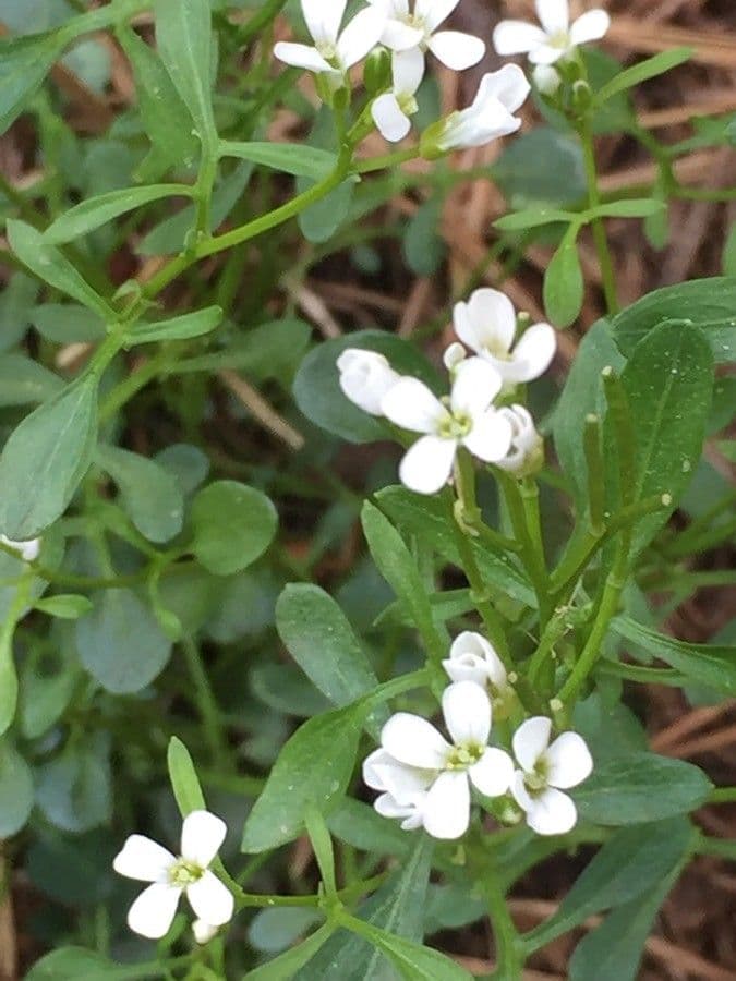 Cardamine bellidifolia 12