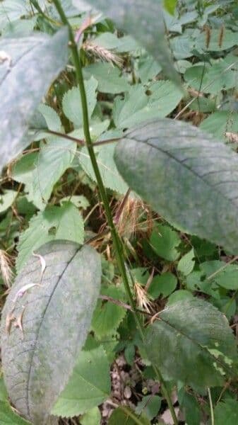 Monarda 21