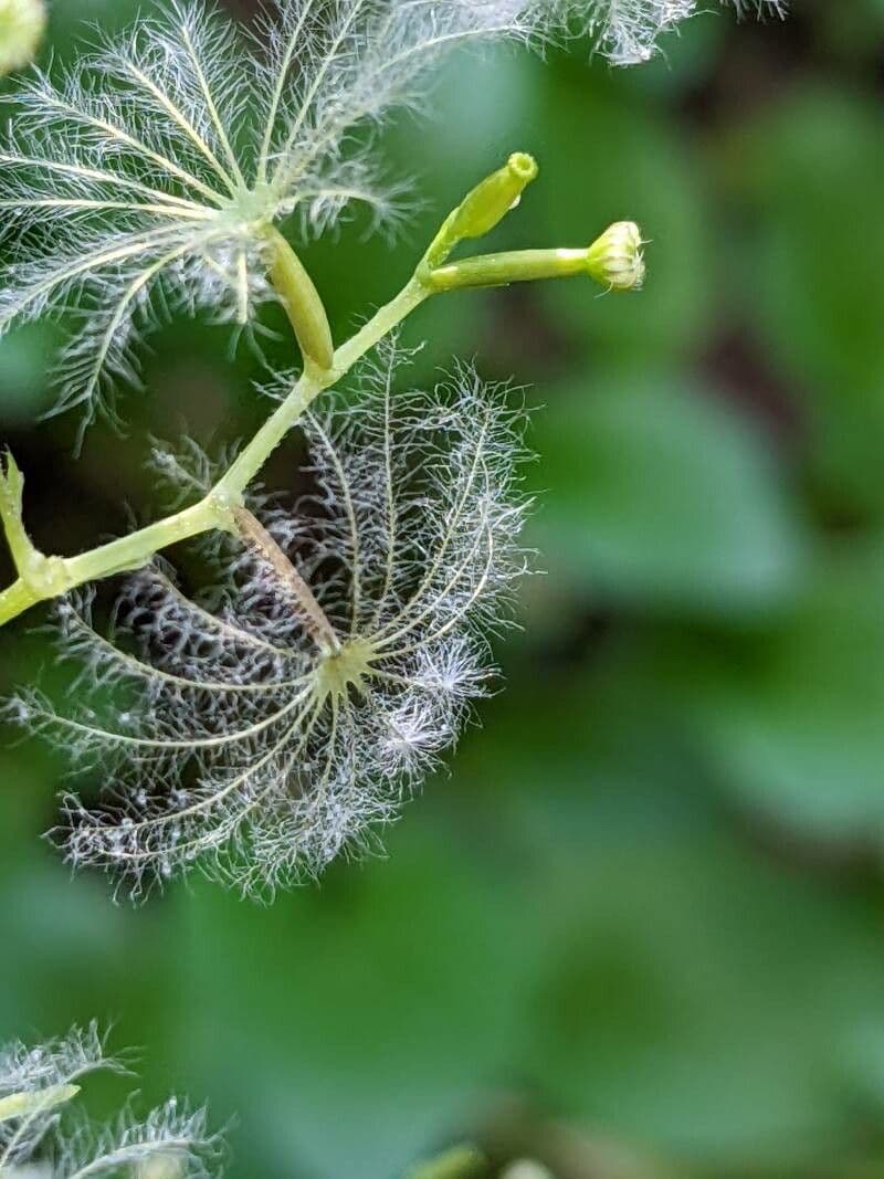 Dwarf valerian 2
