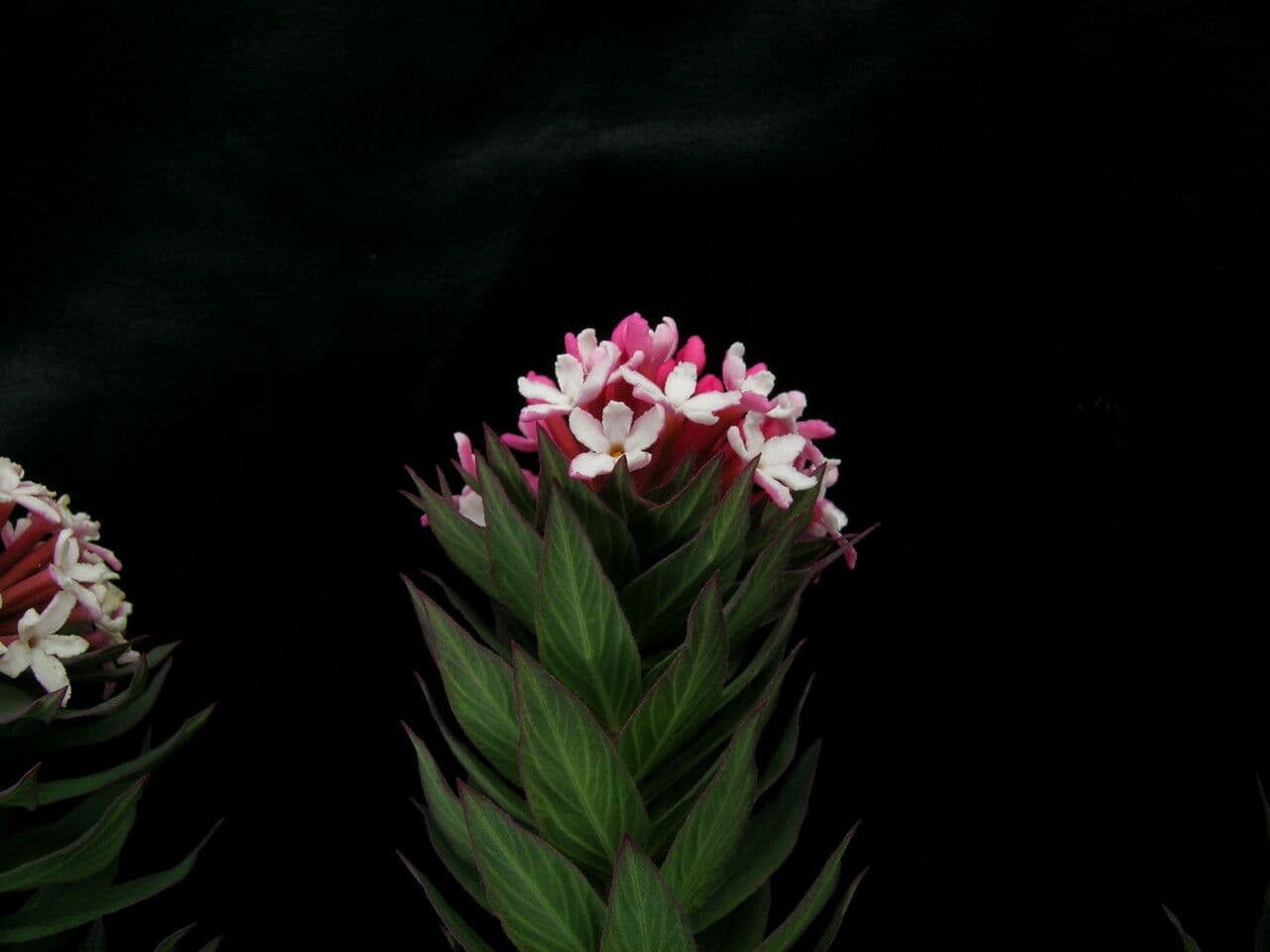 Stellera chamaejasme 6