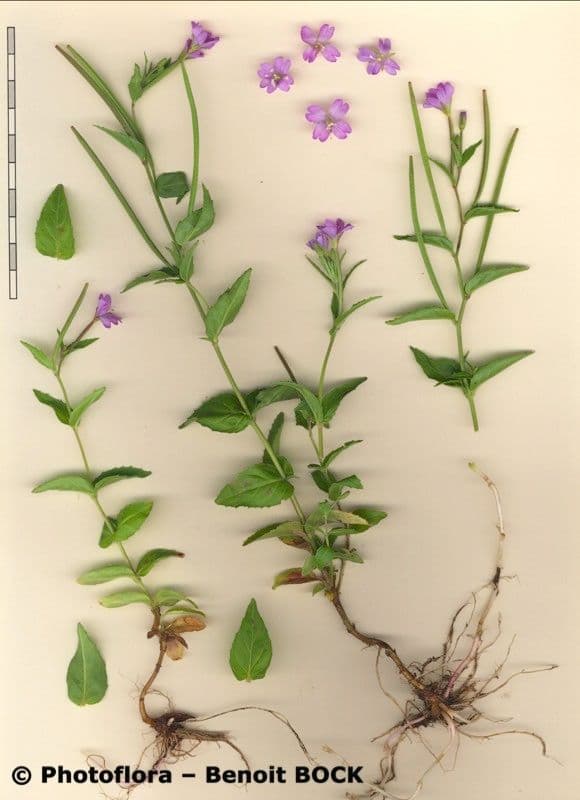 Epilobium 21