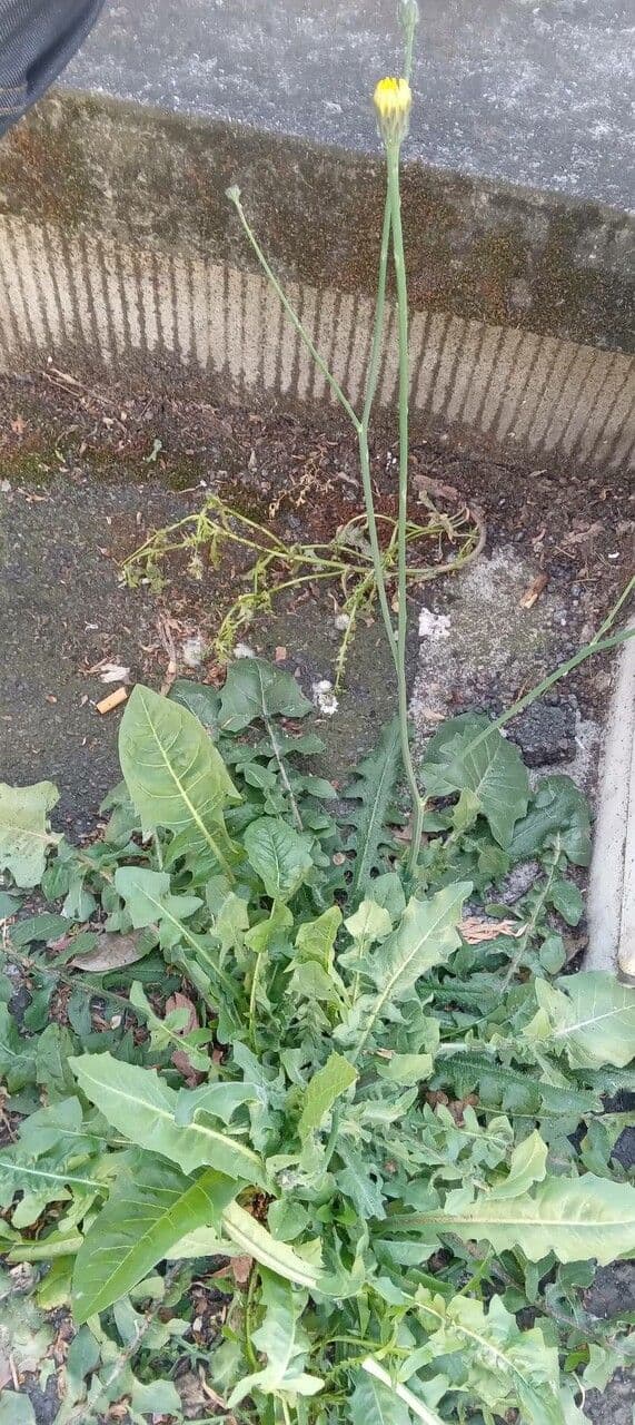 Stinkender Pippau 17