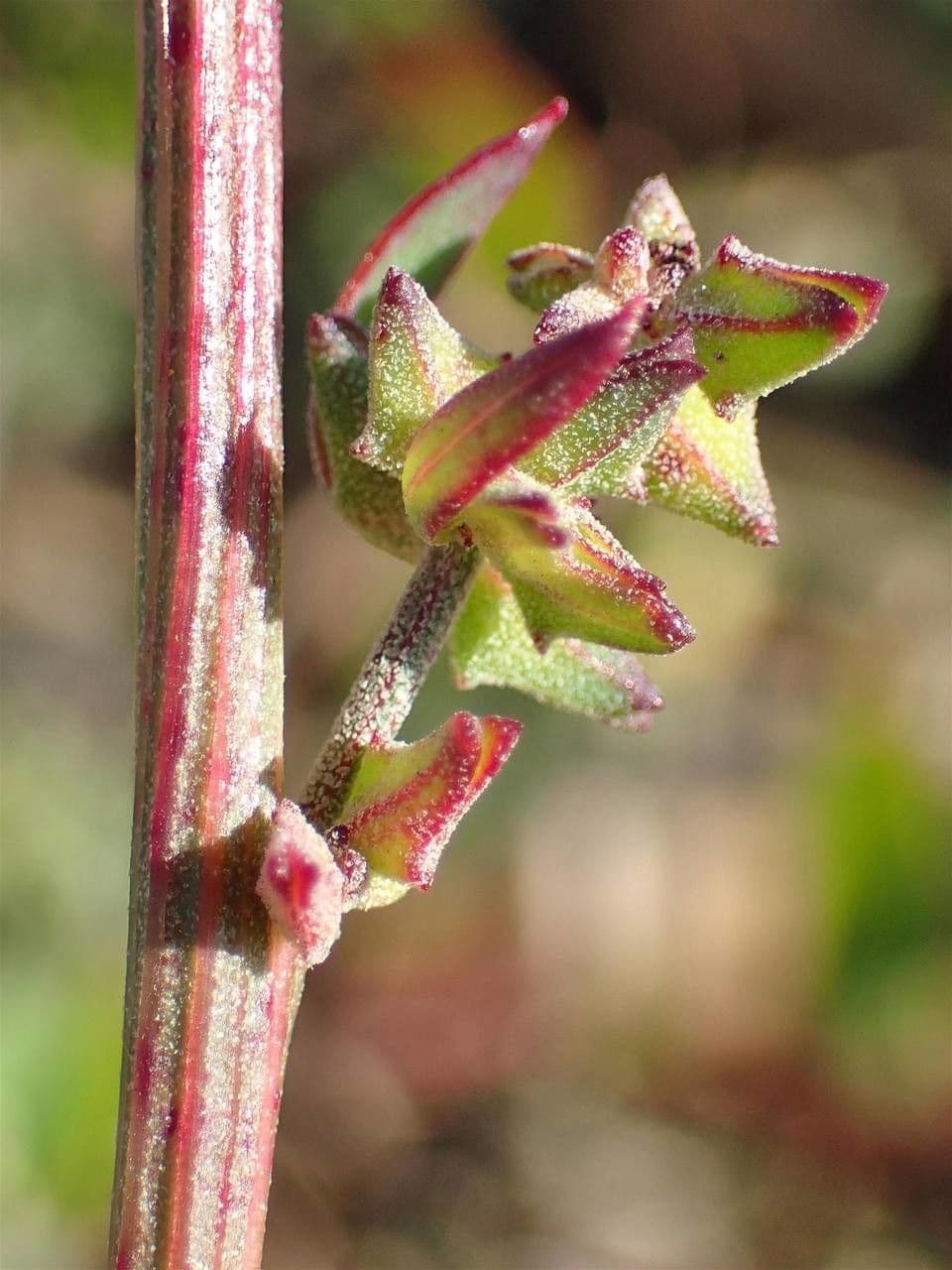 Chenopodio rigido 24