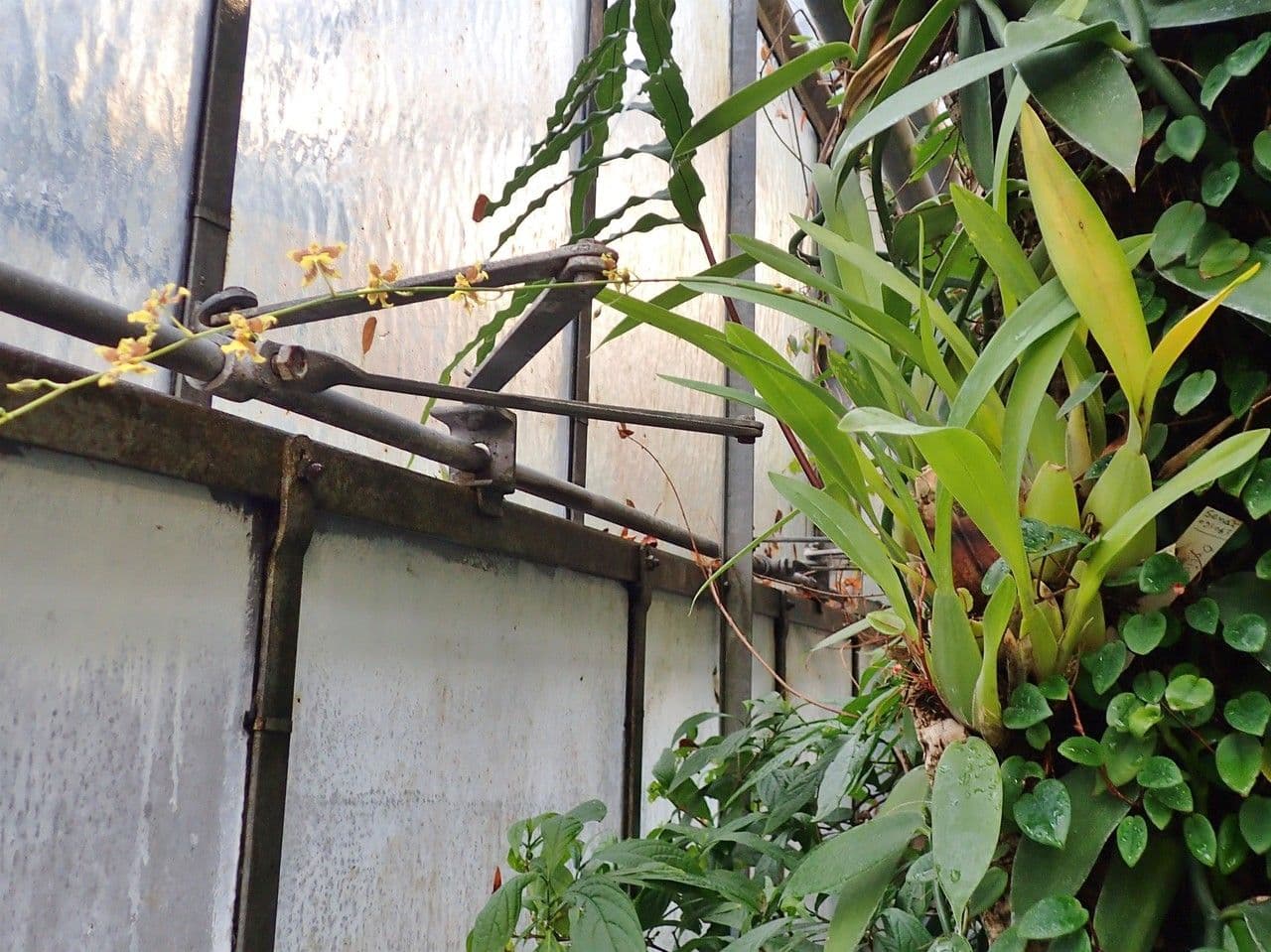Oncidium 7