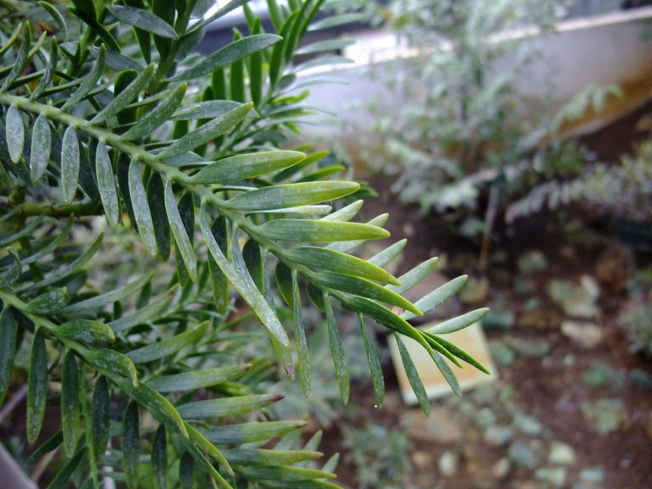Retrophyllum