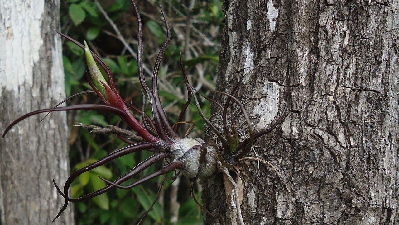 Tillandsia bulbosa 11
