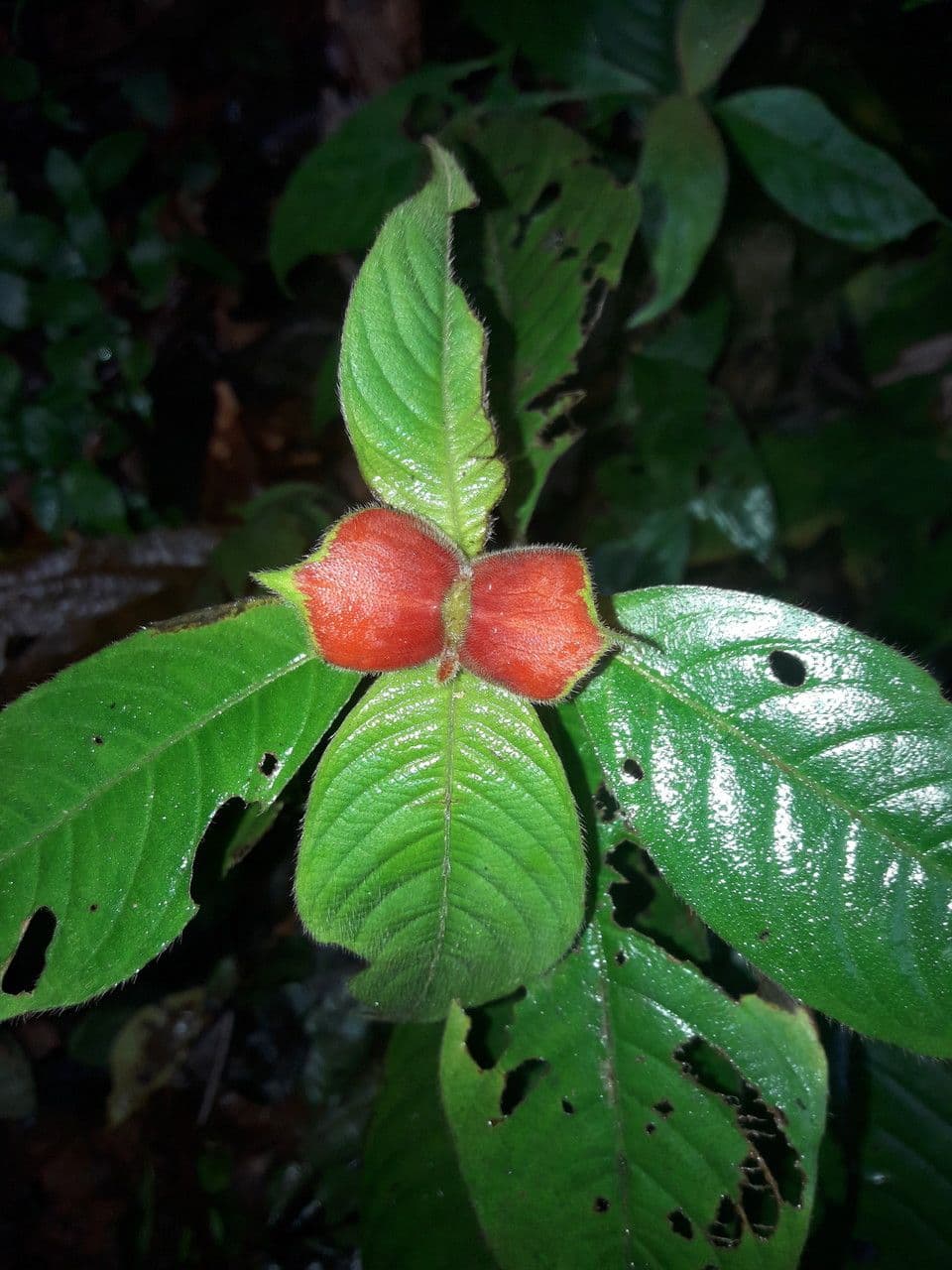 Palicourea tomentosa 3