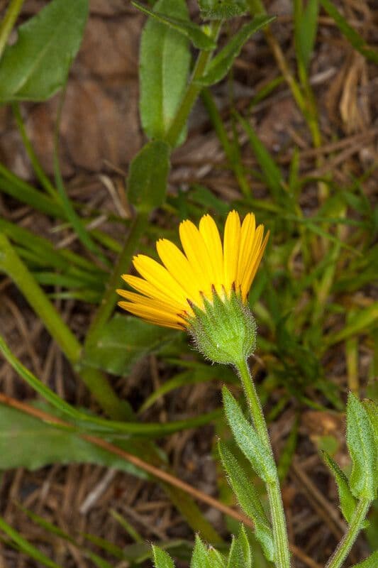 Acker-Ringelblume 23