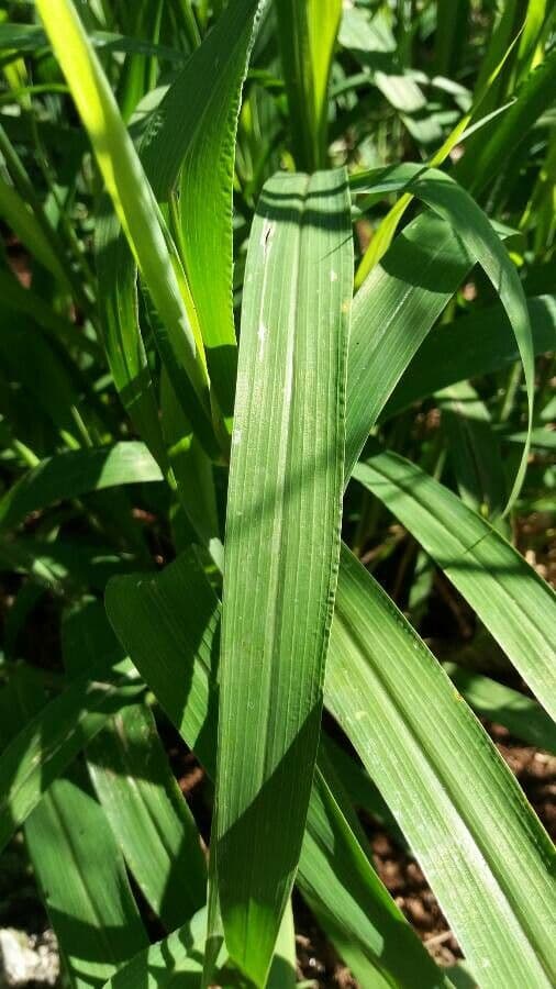 Sourgrass 14