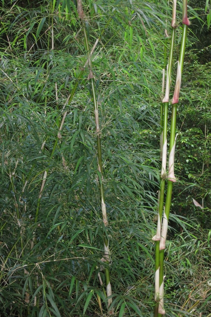 Chusquea quila 20