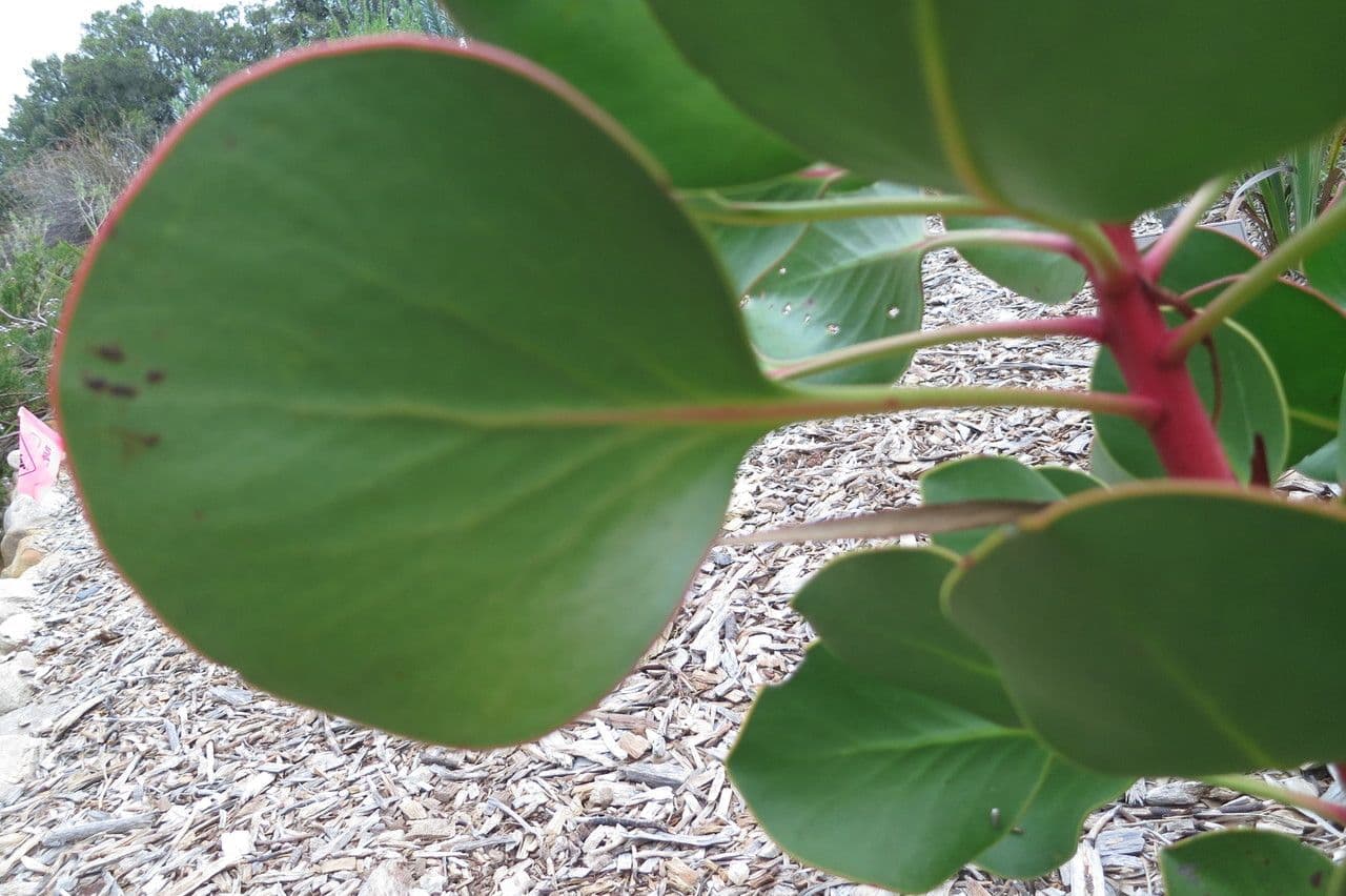 Protea carciofoide 26