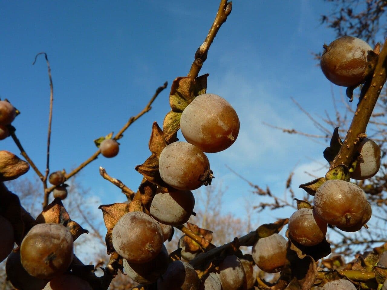 Diospyros 28