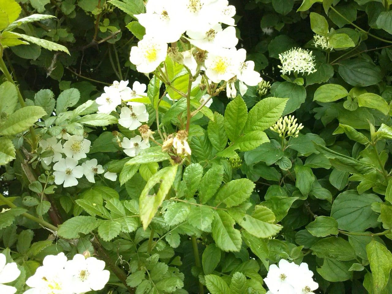 Rosa multiflora 28