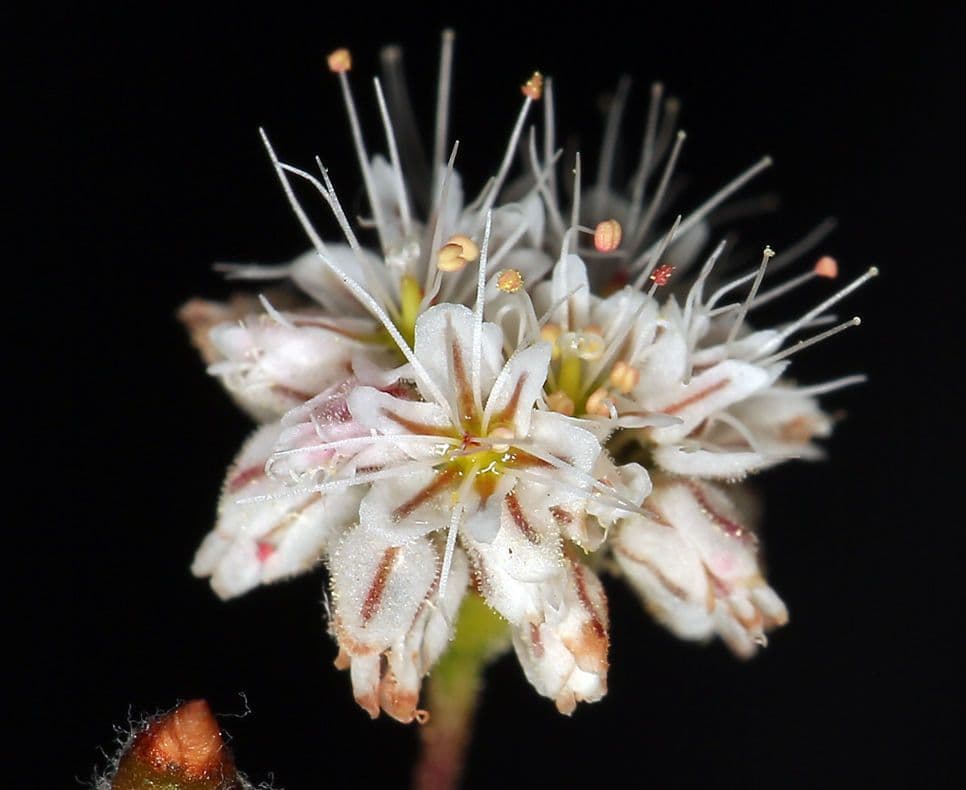 Anglestem buckwheat 3