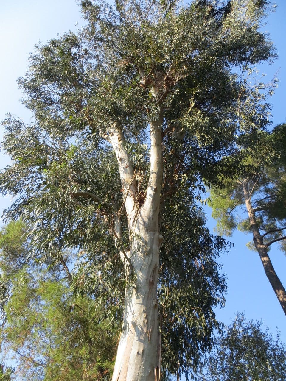 Blauer Eukalyptus 11