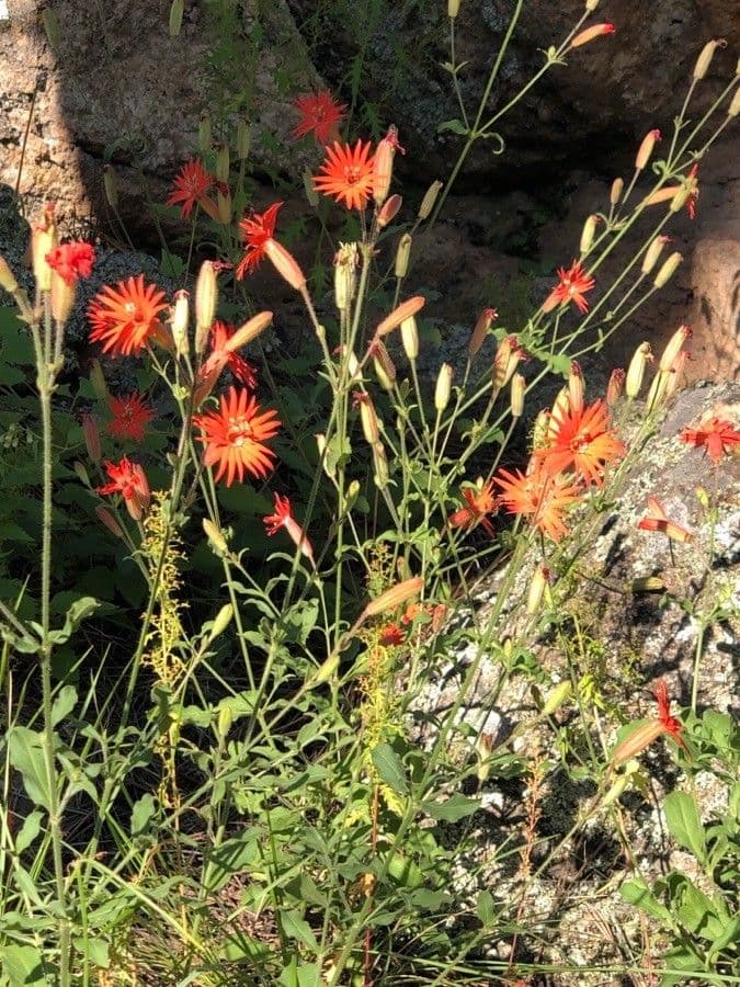 Silene laciniata 5