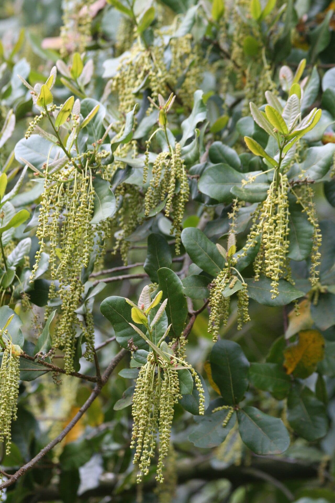 Quercia 3