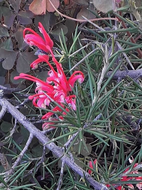 Rosmarinblättrige Grevillea 8
