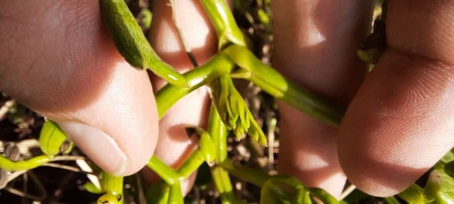 Prostrate marshwort 9