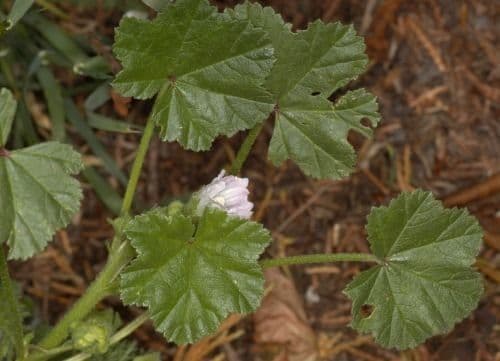 Malva pusilla 12