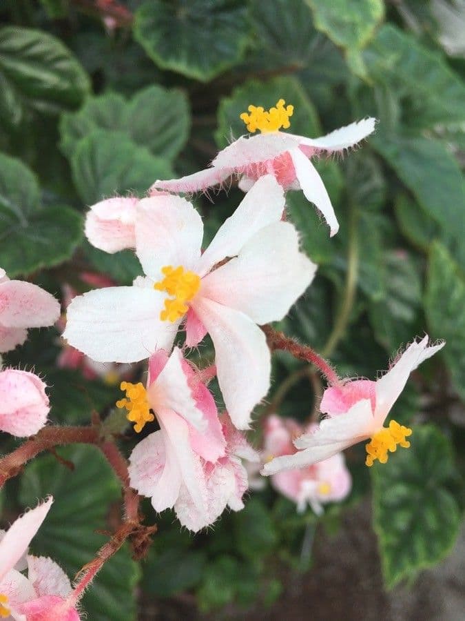 Begonia incarnata 3
