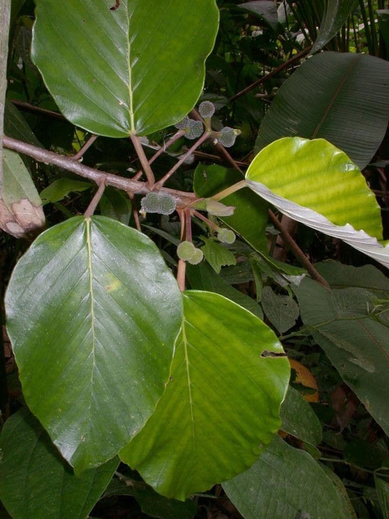 Coussapoa villosa 9