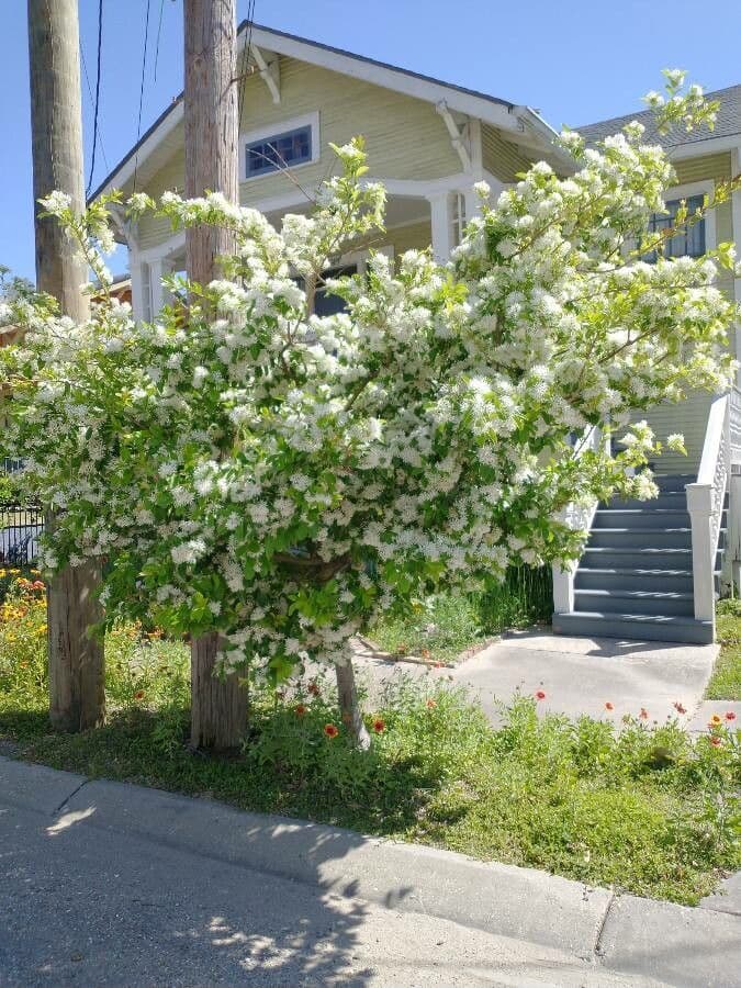 Árbol de las barbas 6