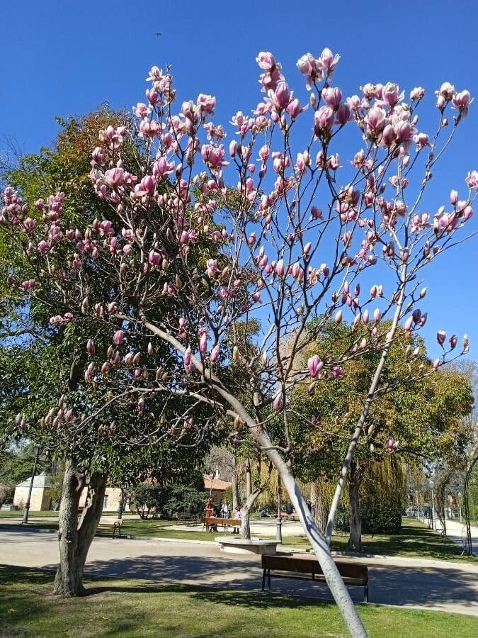 Soulanges-Magnolie 25