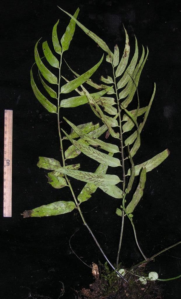 Spleénium à feuilles de noyer 11
