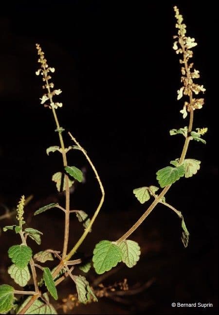 Coleus 7