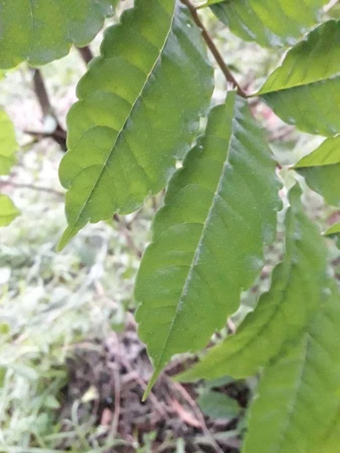 Zanthoxylum 6