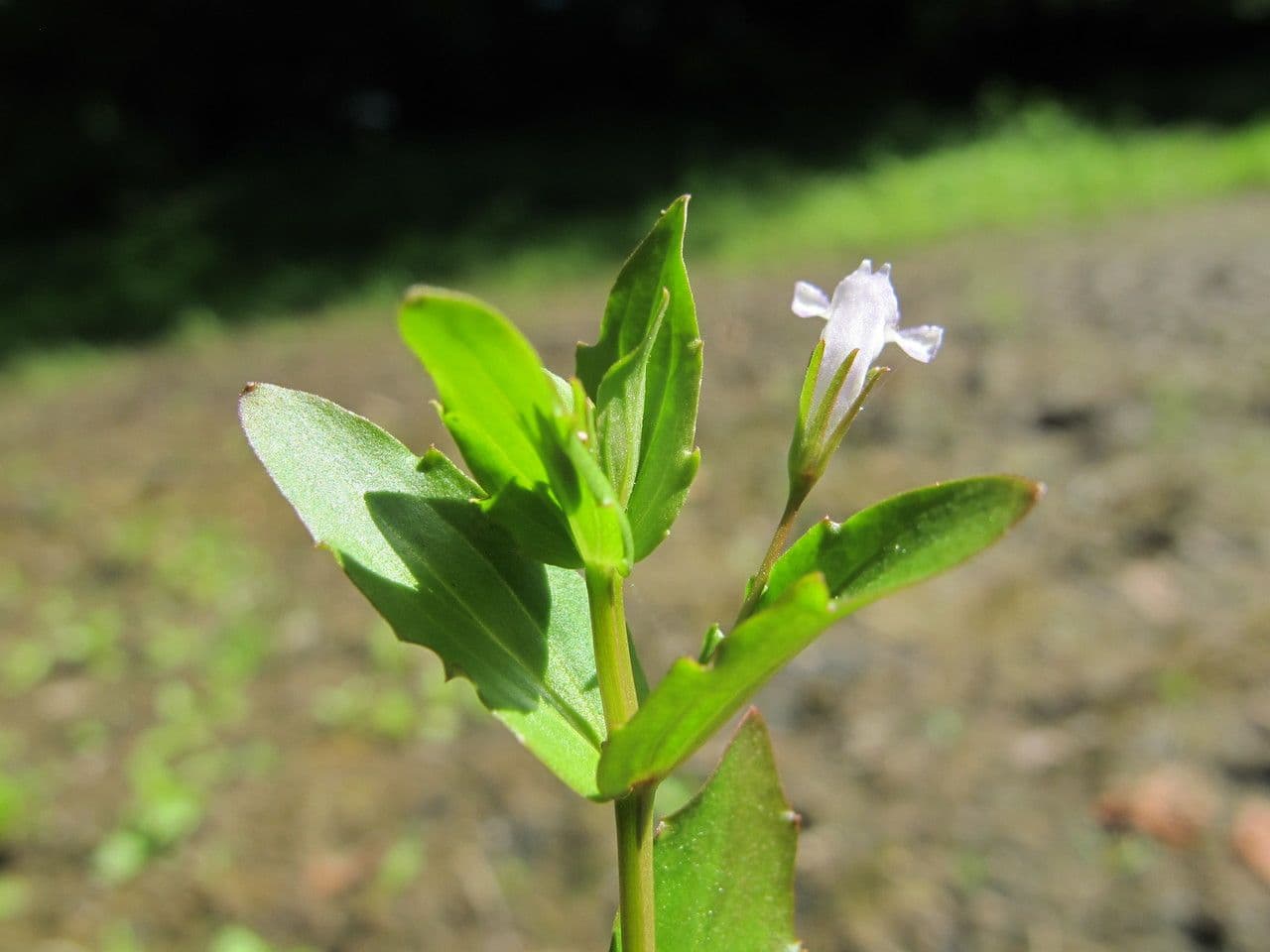 Lindernia 18
