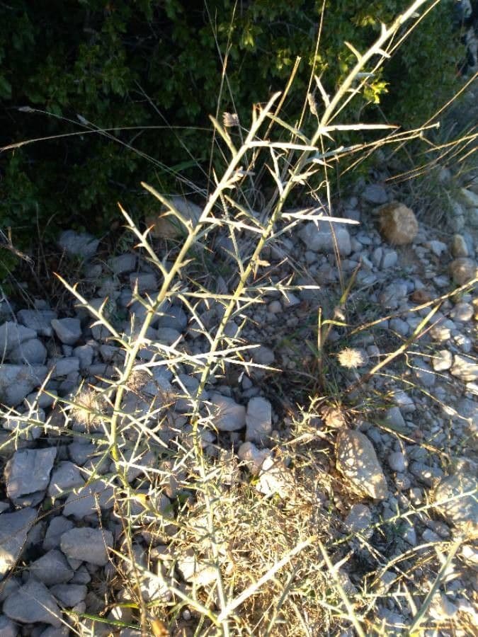 Ginestra spinosa 21