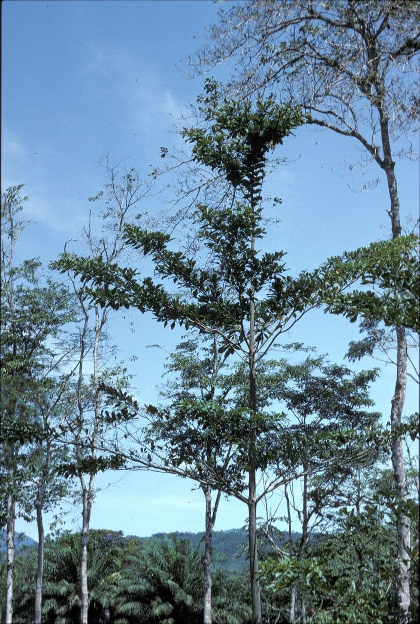 Elfenbeinküste-Mandel