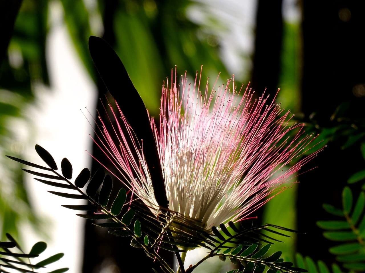 Calliandra del Suriname