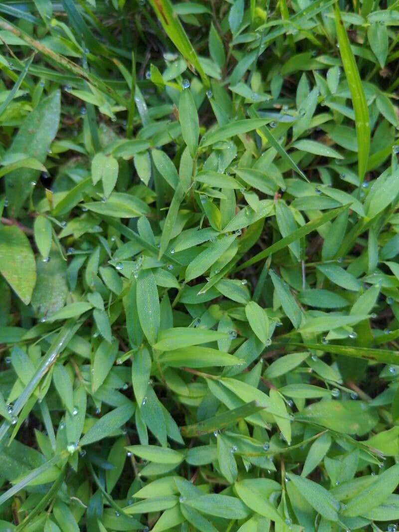Microstegium vimineum 3