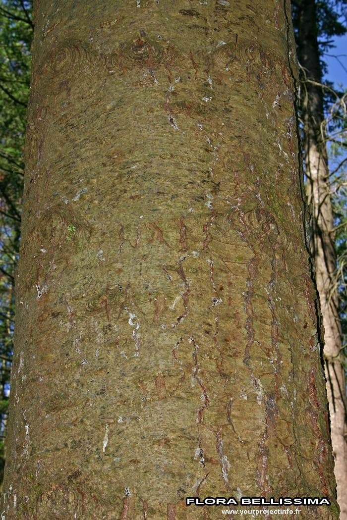 Sapin géant 14
