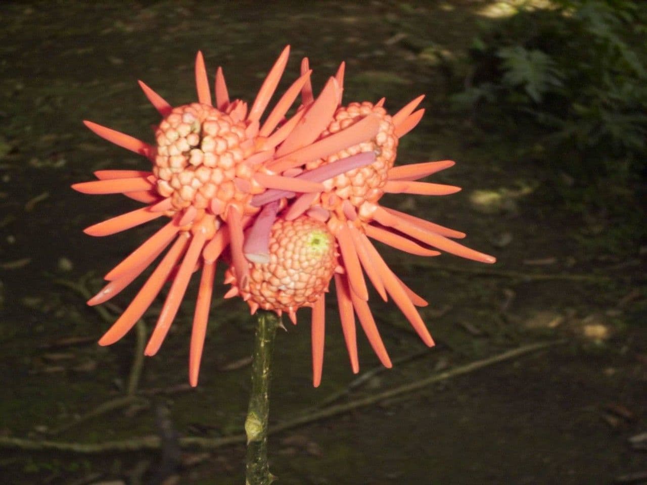 Erythrina garbatá 8