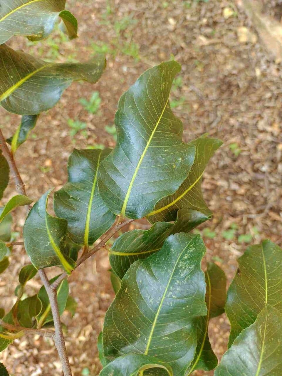 Cariniana 7