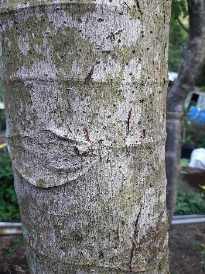 Cecropia 16