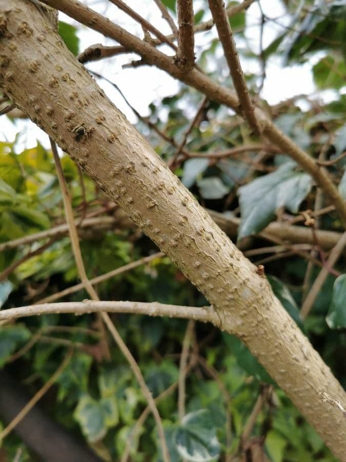 Forsythia pendula 18