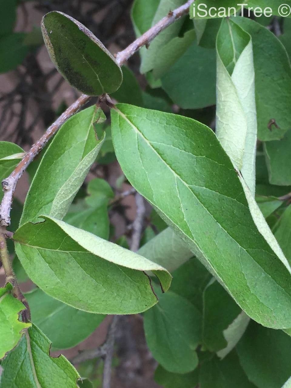 Ehretia 19