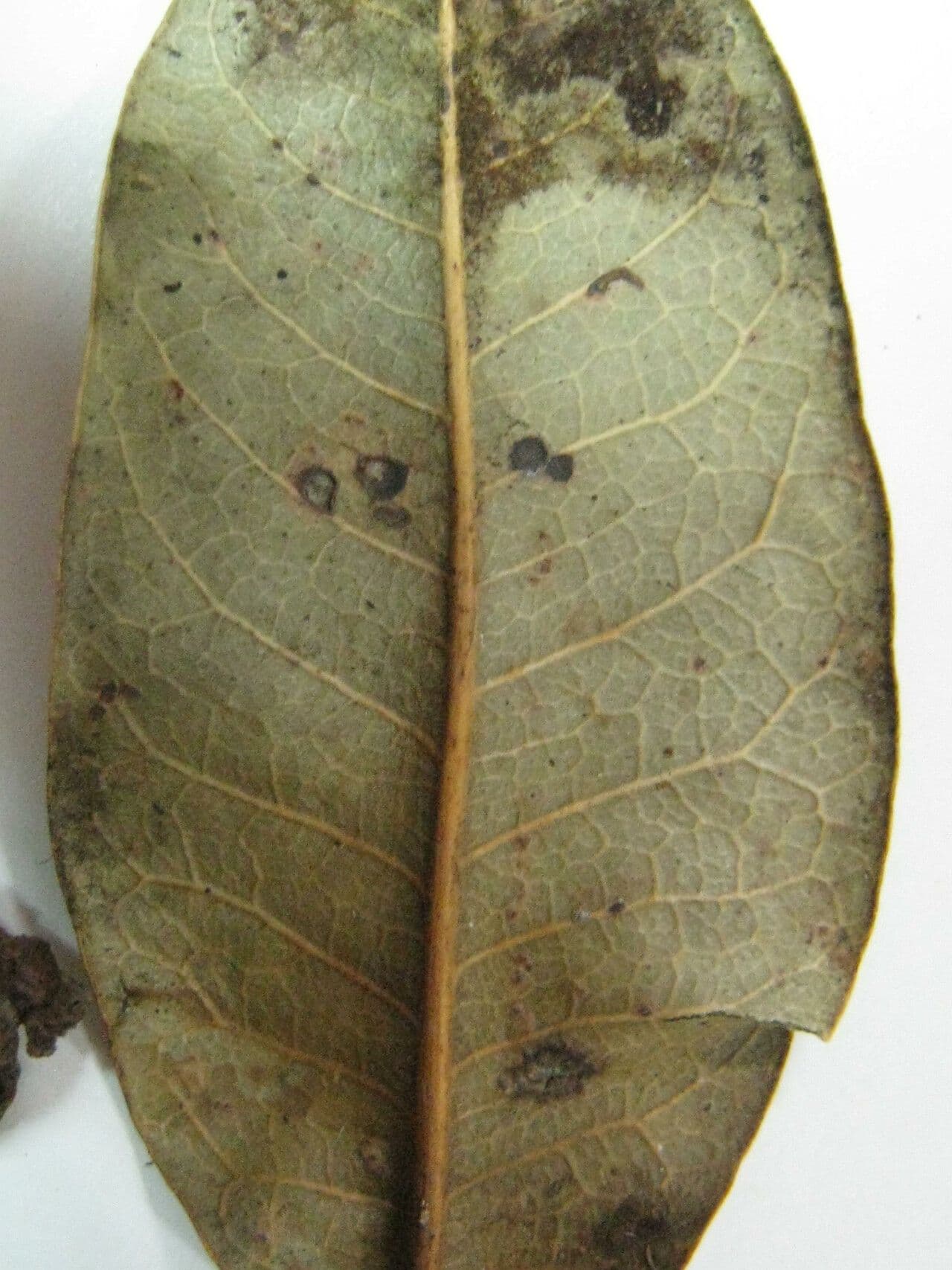 Trattinnickia 9