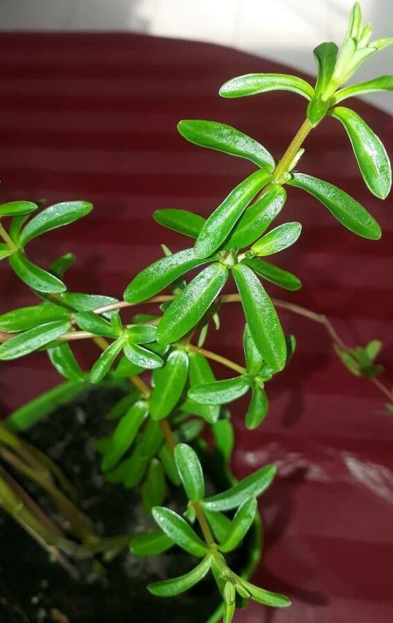 Peperomia 4