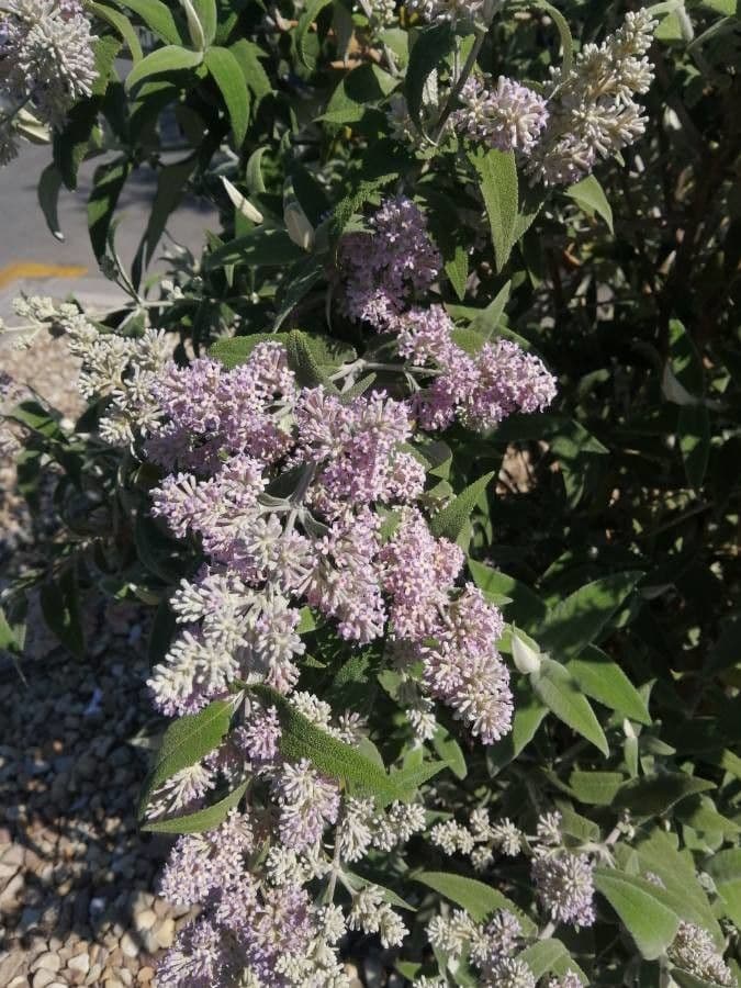 Salbei-Buddleie 5