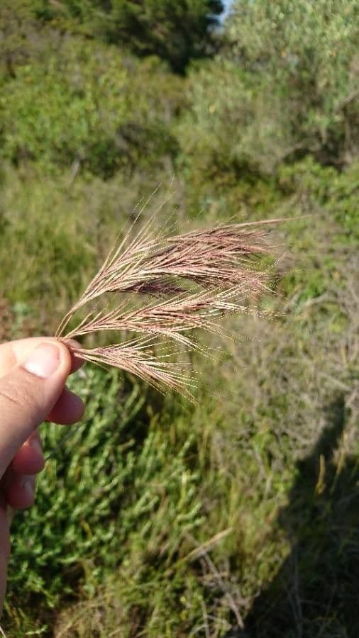 Festuca ligure 3