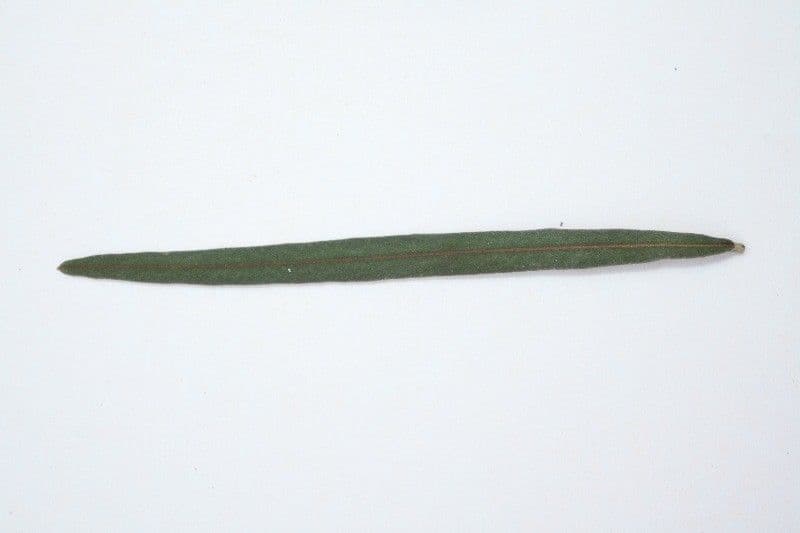 Indaco 28