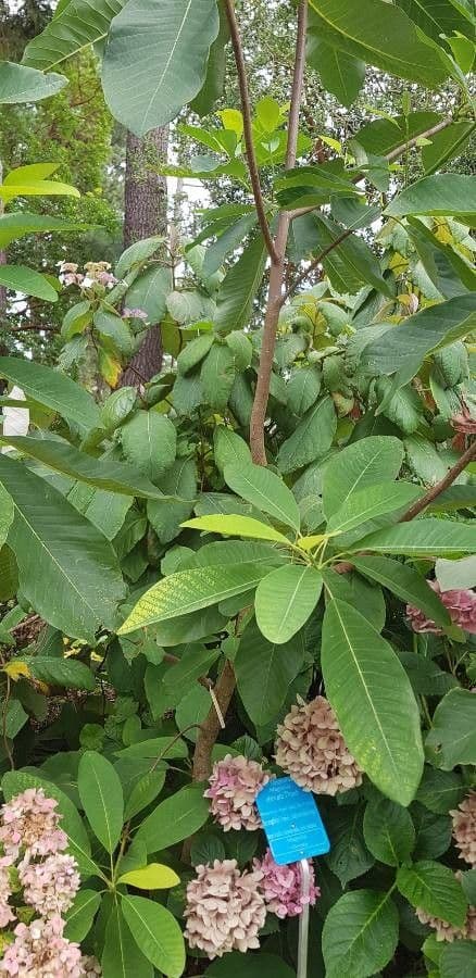 Magnolia obovata 3
