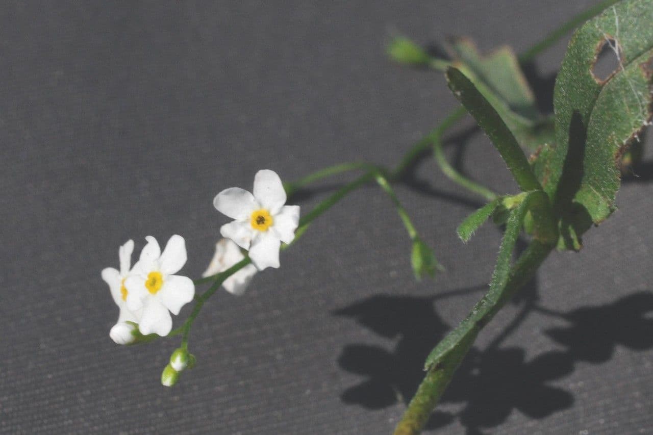 Forget-me-not 29
